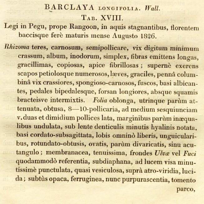Barclaya longifolia Wall. протолог Barclaya longifolia Wall.