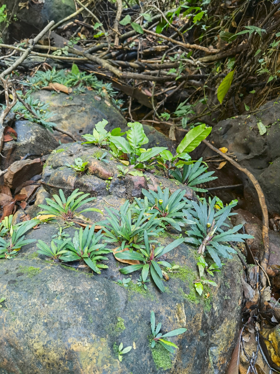 Bucephalandra motleyana by P.Boyce at FB