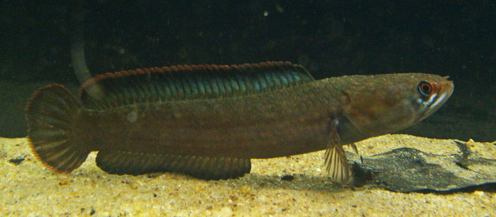 Channa orientalis
