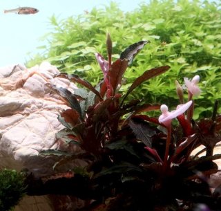 Bucephalandra 'Kedagang'