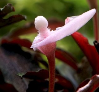 Bucephalandra 'Kedagang' spadex