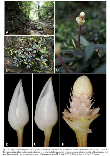 Bucephalandra diabolica S.Y.Wong & P.C.Boyce
