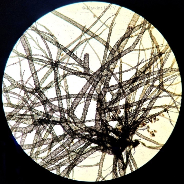 Compsopogon caeruleus x40