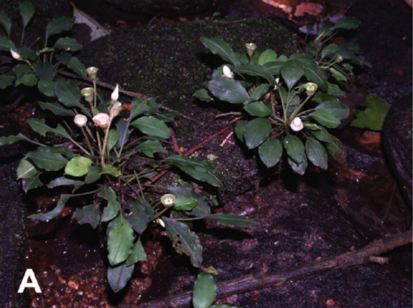 Рис. A Bucephalandra akantha в местообитании