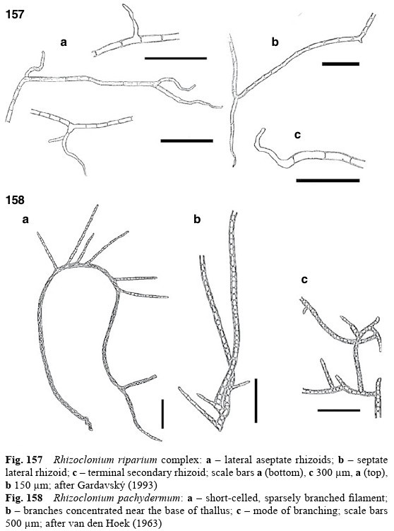 Rhizoclonium