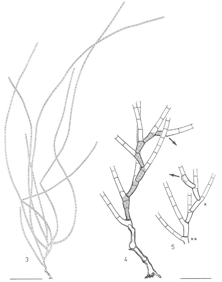 Rhizoclonium pachydermum