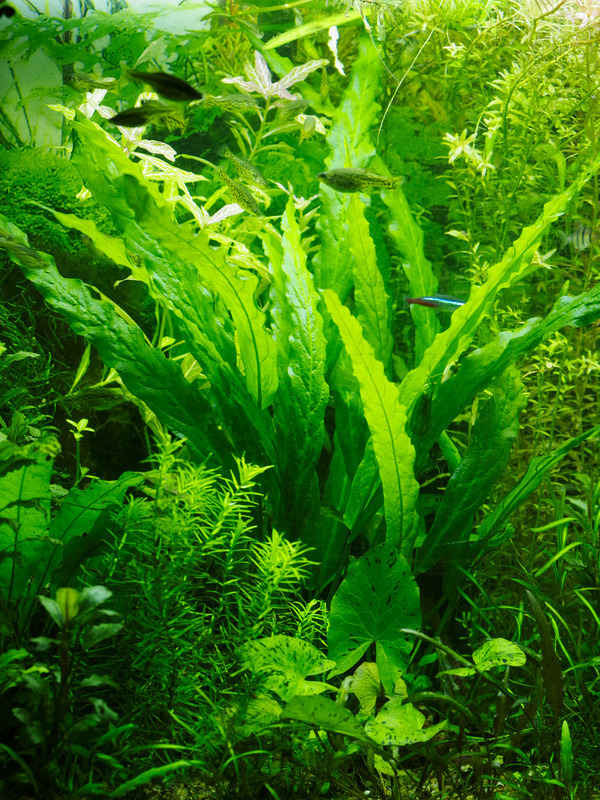 Barclaya longifolia "зеленая" Barclaya longifolia "зеленая"